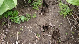 100061907_1906336706169514_9007601431183622144_n