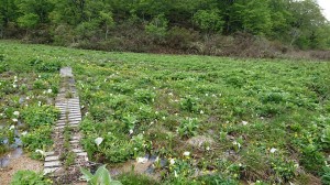 100851002_1906336752836176_1387950528884899840_n