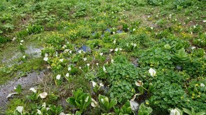 100906116_1906336519502866_490253440048431104_n